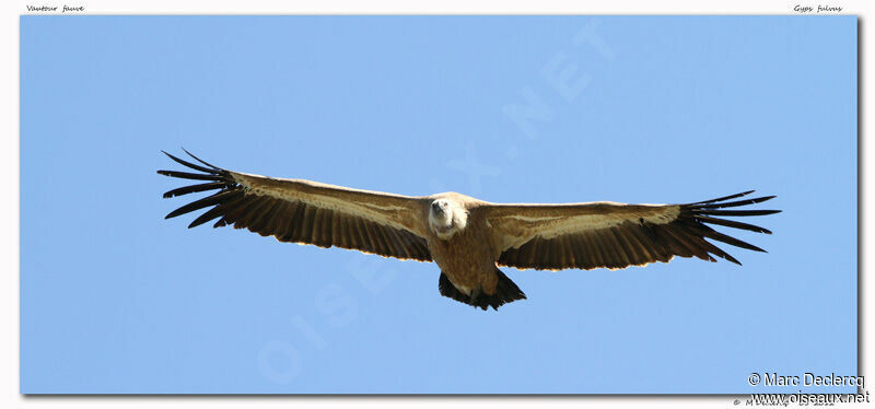 Griffon Vulture, Flight