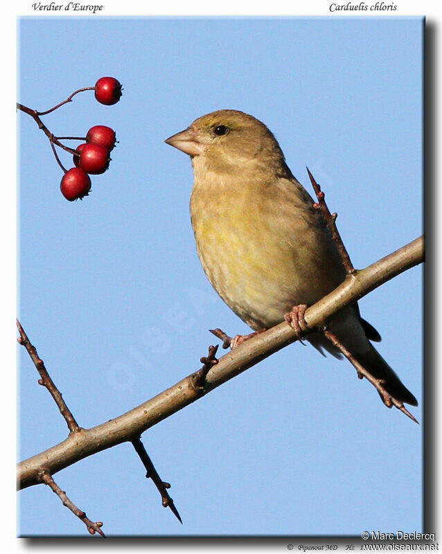 European Greenfinchadult, identification, feeding habits