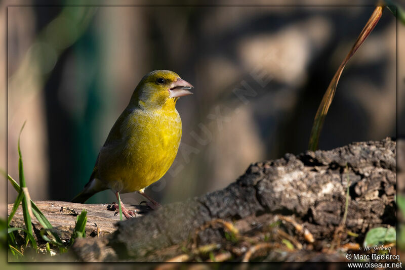 European Greenfinch