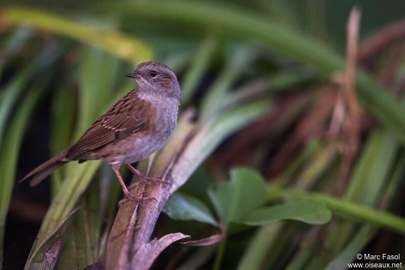 Dunnockadult, identification