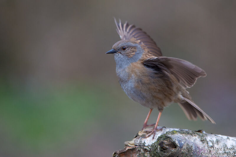 Dunnock male adult, identification, courting display