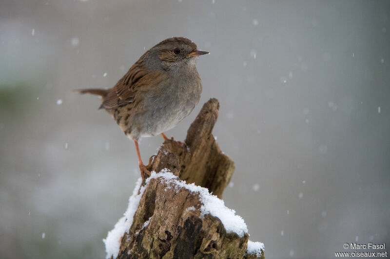 Dunnockadult, identification