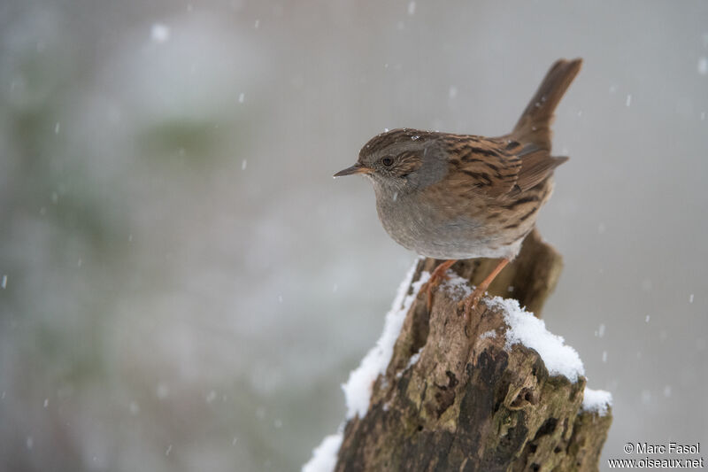 Dunnockadult, identification