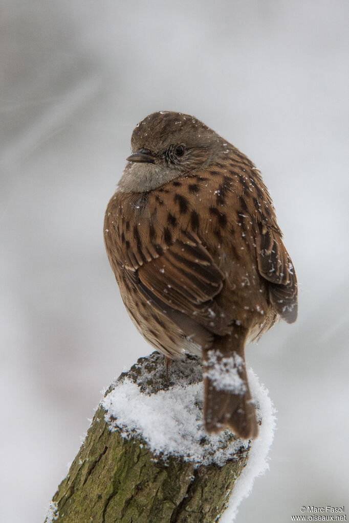 Accenteur mouchetadulte, identification