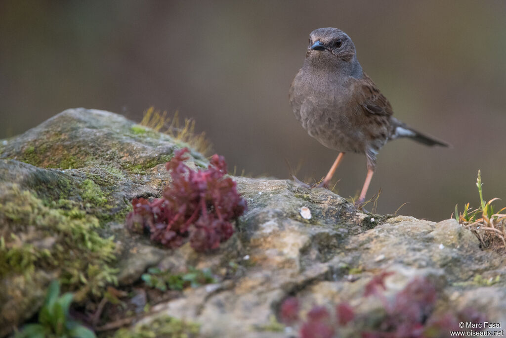 Dunnock