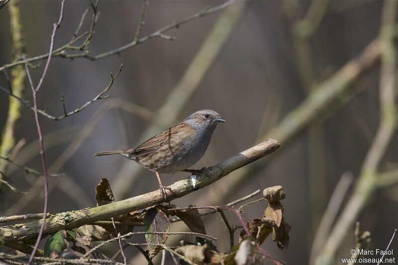 Dunnock male, identification