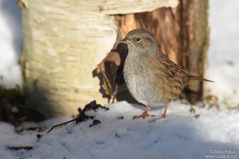 Dunnockadult post breeding, identification, Behaviour