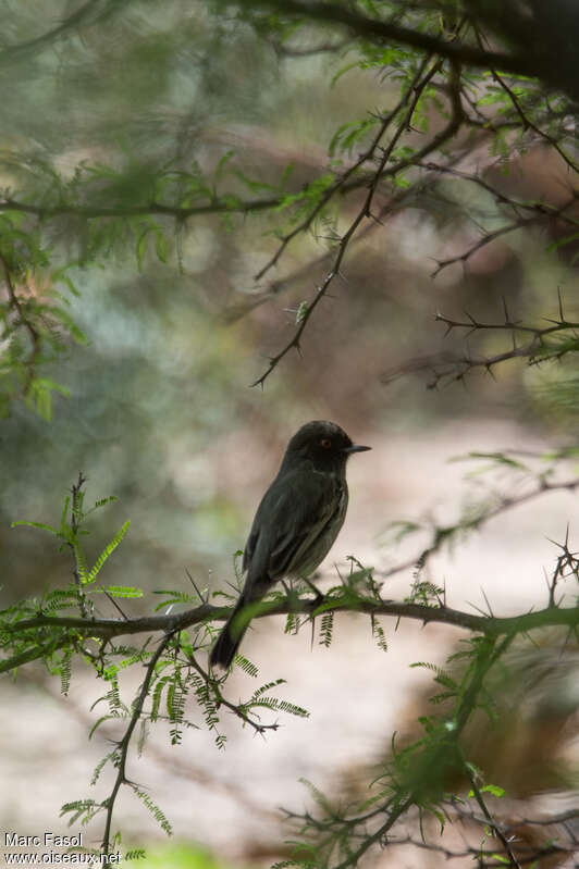 Cinereous Tyrant male adult