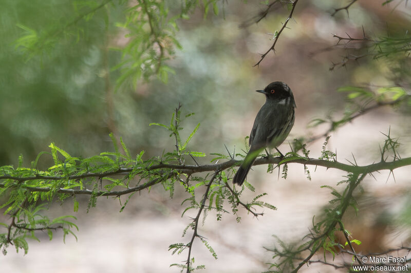 Cinereous Tyrant male adult, identification