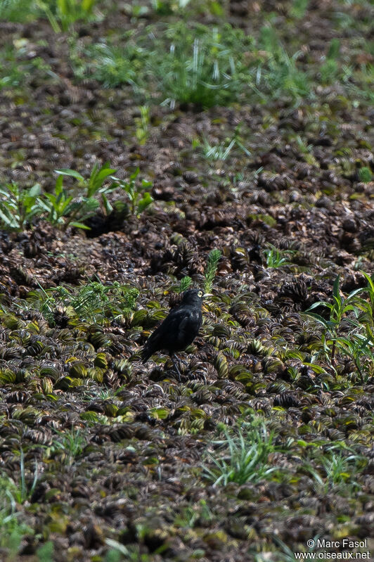 Spectacled Tyrant male adult, identification