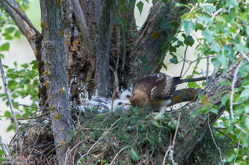 Aigle botté, mange, Nidification