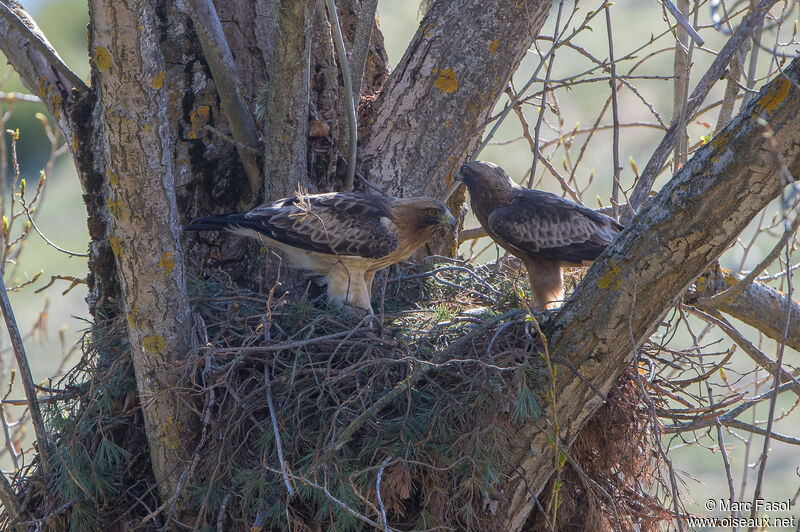 Booted Eagleadult breeding, Reproduction-nesting