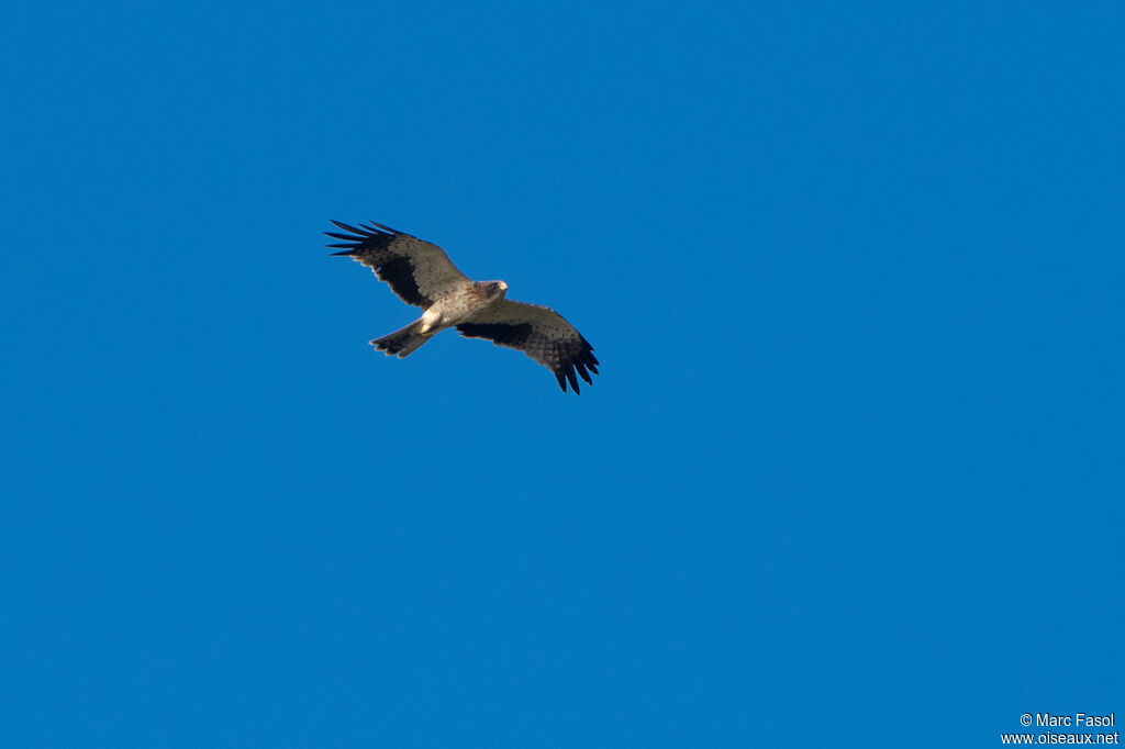 Booted Eagleadult, Flight