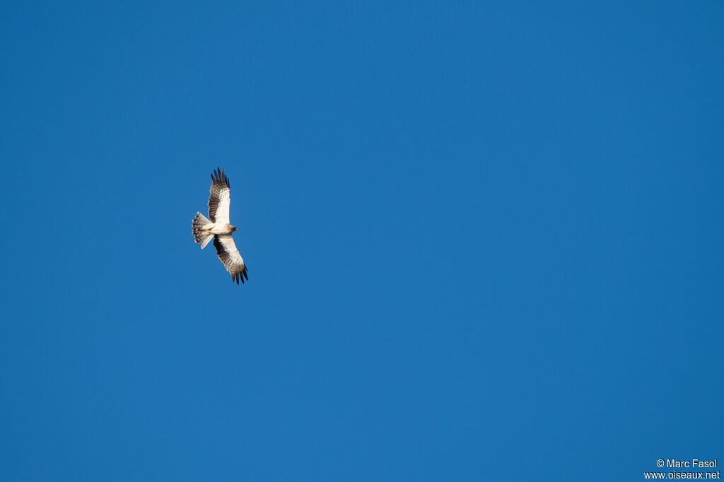 Booted Eagleadult, Flight