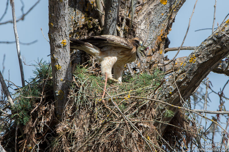 Aigle botté femelle adulte nuptial, identification, régime, mange, Nidification