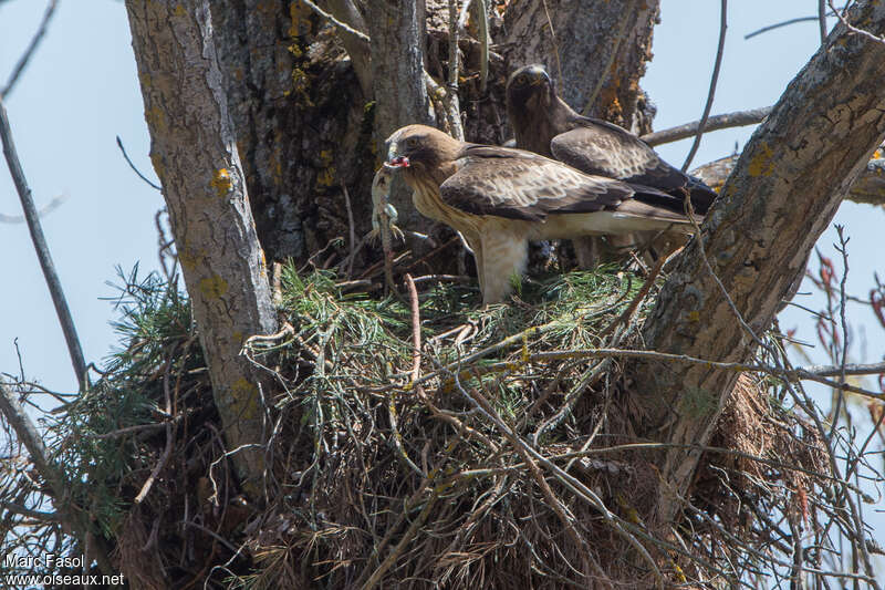 Aigle bottéadulte nuptial, régime, mange, parade