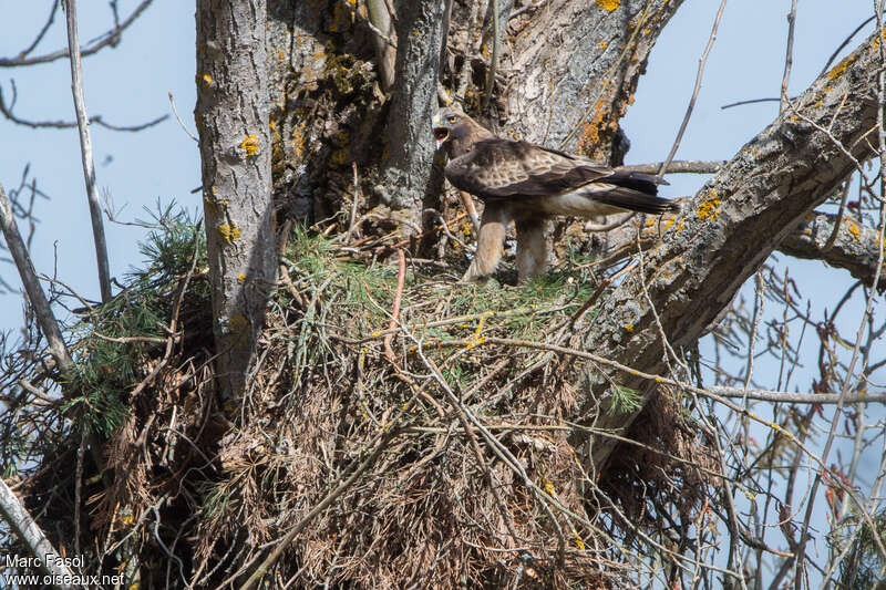 Booted Eagle male adult breeding, courting display, Reproduction-nesting