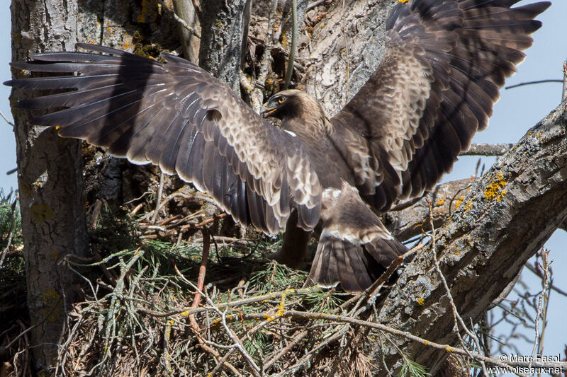 Booted Eagle male adult, Flight