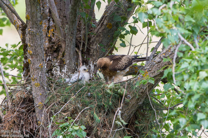 Booted Eagle, care, Reproduction-nesting