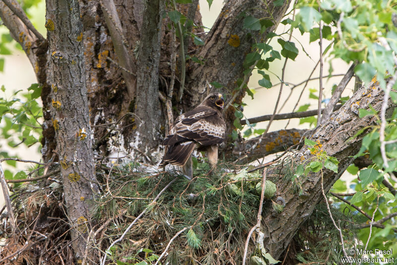 Booted Eagle male adult breeding, Reproduction-nesting