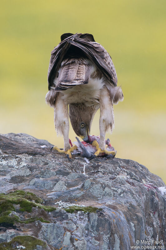 Aigle de Bonelli mâle 3ème année nuptial, identification, régime, mange