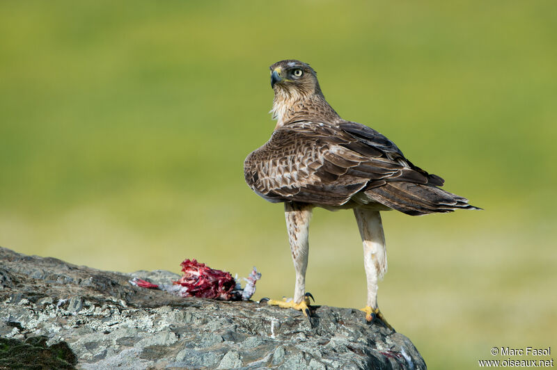 Bonelli's Eagle male Third  year breeding, identification, feeding habits, eats