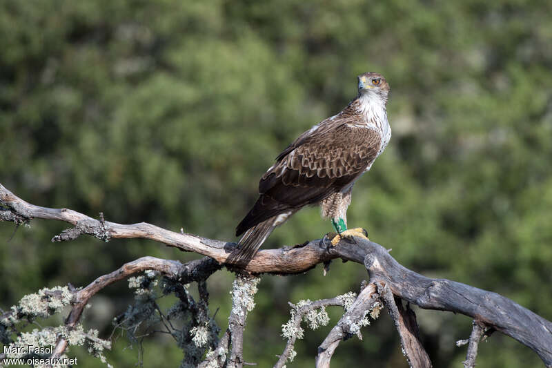 Bonelli's Eagle male adult breeding, identification