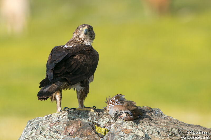 Aigle de Bonelli femelle adulte nuptial, identification, régime