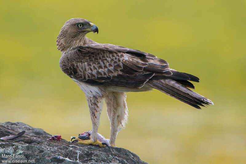 Aigle de Bonelli mâle 3ème année, régime, mange