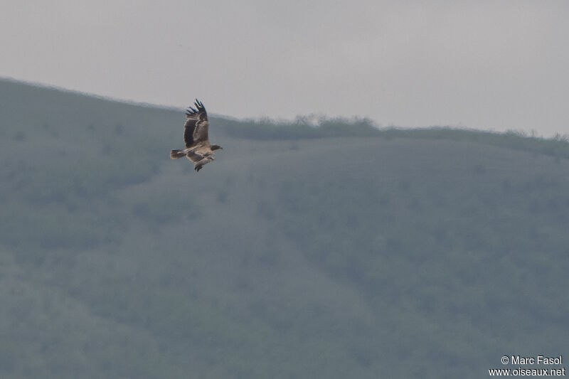 Aigle des steppessubadulte, Vol