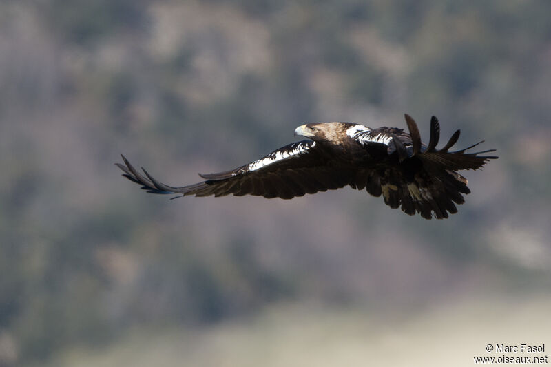 Aigle ibérique femelle adulte, Vol