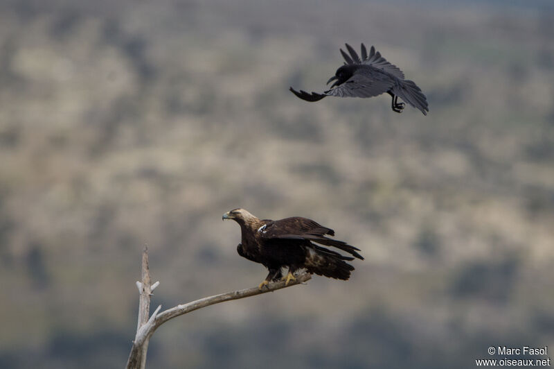 Aigle ibérique mâle adulte, identification