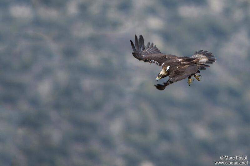 Aigle ibérique mâle adulte, Vol