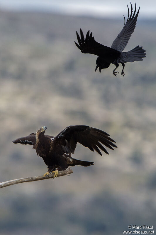 Spanish Imperial Eagle male adult post breeding, identification