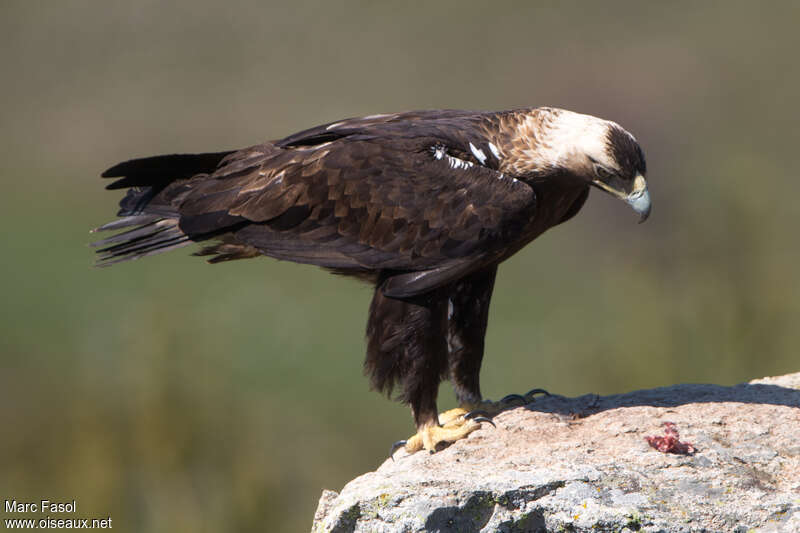 Aigle ibérique mâle adulte nuptial, identification