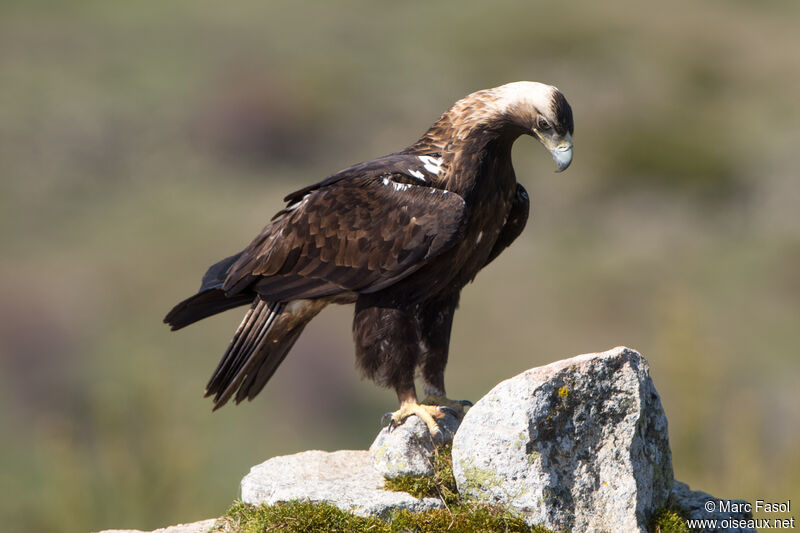 Aigle ibérique mâle adulte nuptial, identification