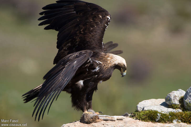 Aigle ibérique mâle adulte nuptial, régime