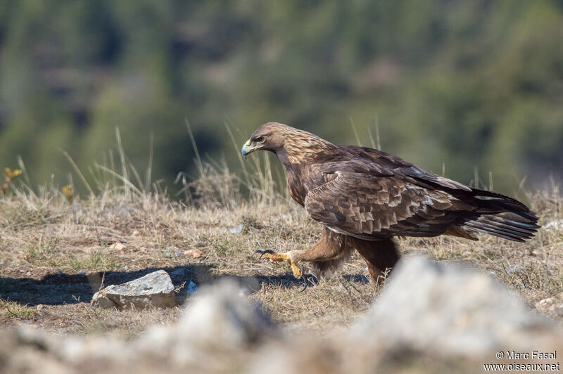 Golden Eagleadult, identification, walking