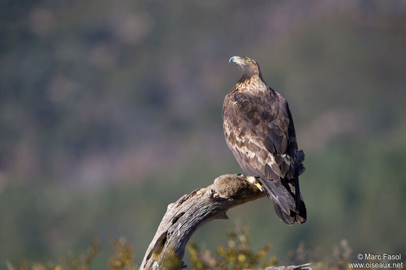 Golden Eagleadult breeding, feeding habits