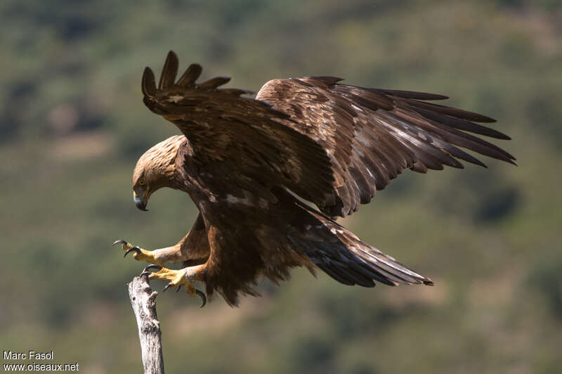 Golden Eagleadult, pigmentation, Flight, Behaviour