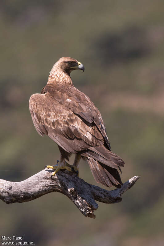 Golden Eagleadult, identification