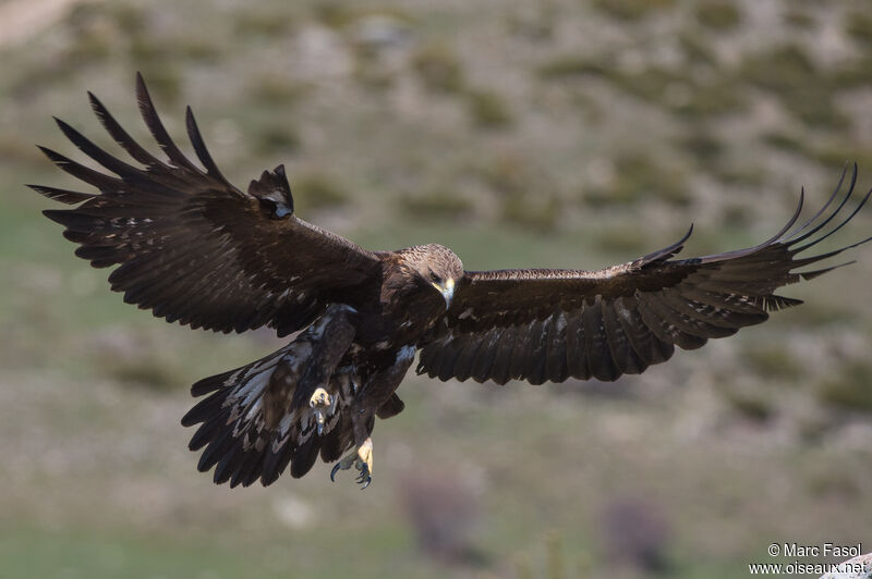 Golden Eagleadult breeding, Flight