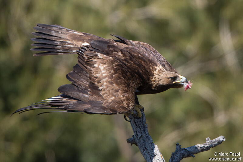 Aigle royal mâle adulte nuptial, identification, mange