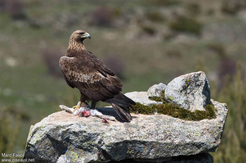 Golden Eagle male adult, feeding habits, eats