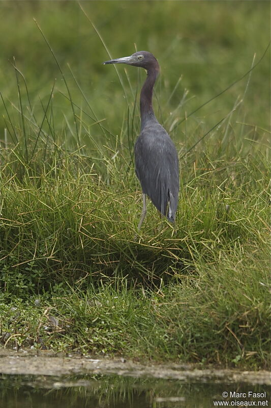 Aigrette bleueadulte internuptial, identification