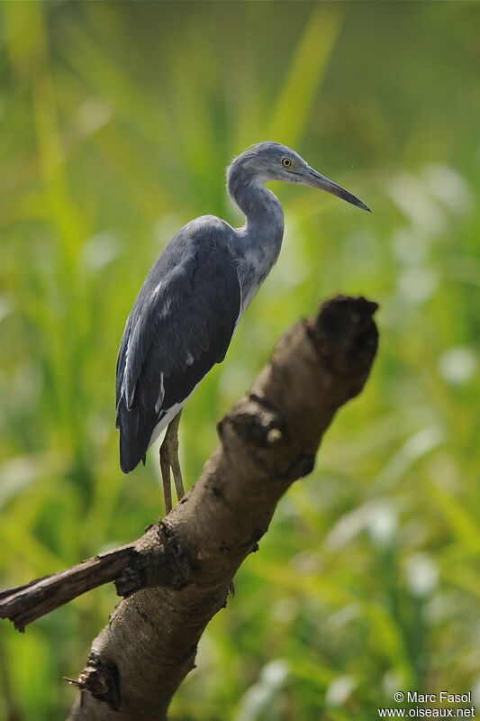 Aigrette bleueimmature, identification