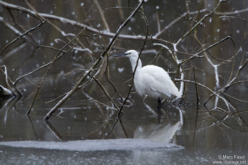 Aigrette garzette