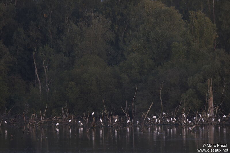 Aigrette garzette, Comportement