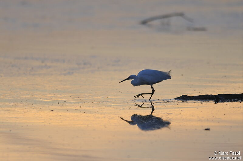 Aigrette garzetteadulte, identification, Comportement