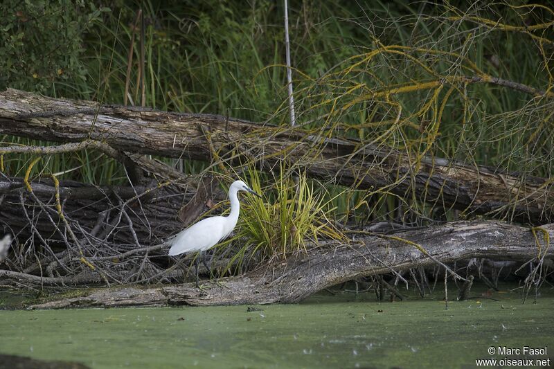 Aigrette garzetteadulte internuptial, identification